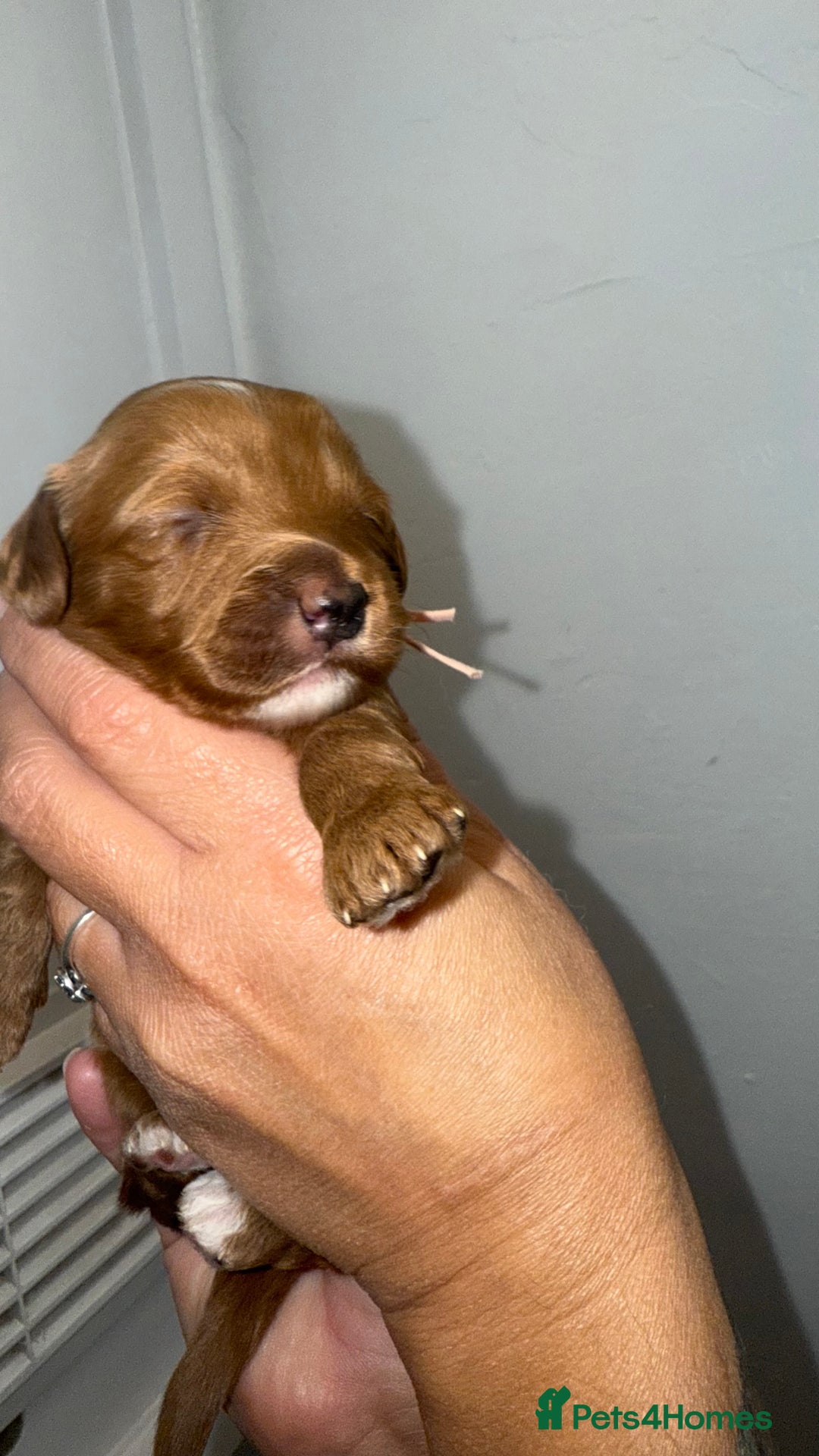 Australian Labradoodle dogs for sale: Stunning Labradoodle puppies - Advert 8