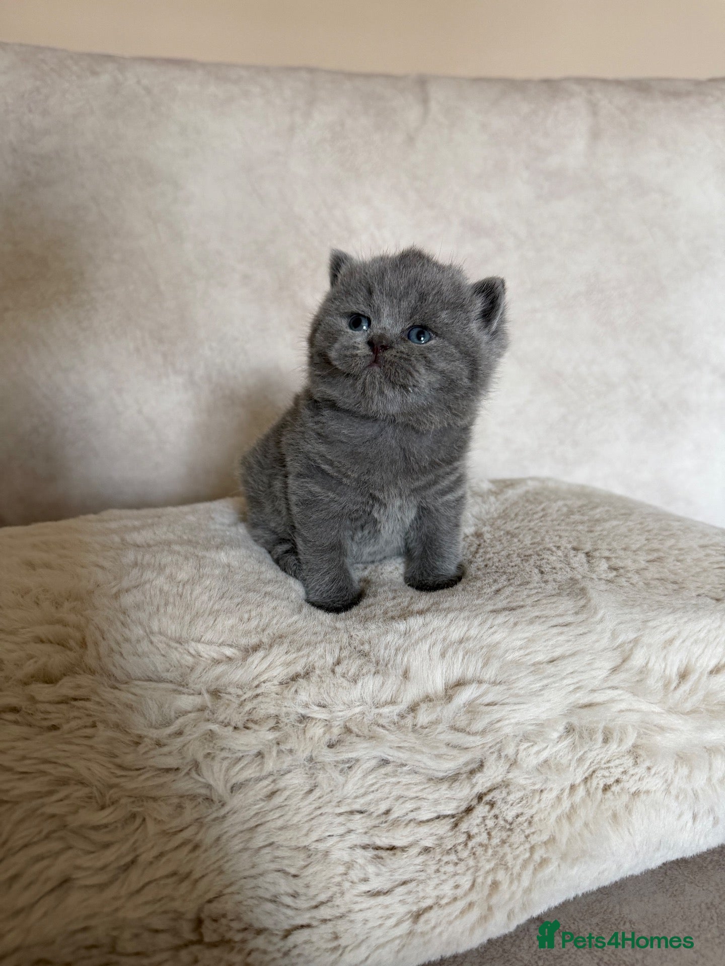 British Shorthair cats Champion GCCF british shorthair kittens  - Advert 1