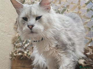 Maine Coon cats STUD ONLY Black Shaded Maine Coon carries dilute in Hull - Advert 15