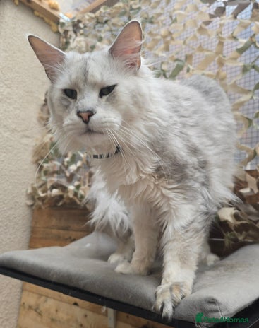 Maine Coon cats STUD ONLY Black Shaded Maine Coon carries dilute in Hull - Advert 15