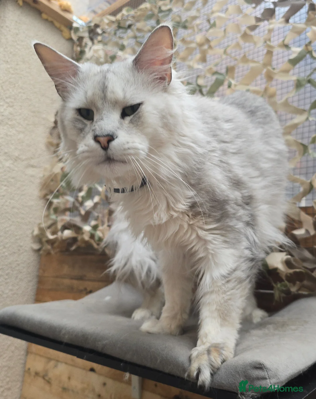 Maine Coon cats for stud: Black Shaded Maine Coon Large Imported in Hull - Advert 4