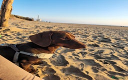 Miniature Dachshund dogs for sale: Handsome Wilbur for sale - miniature dachshund  - Image 7