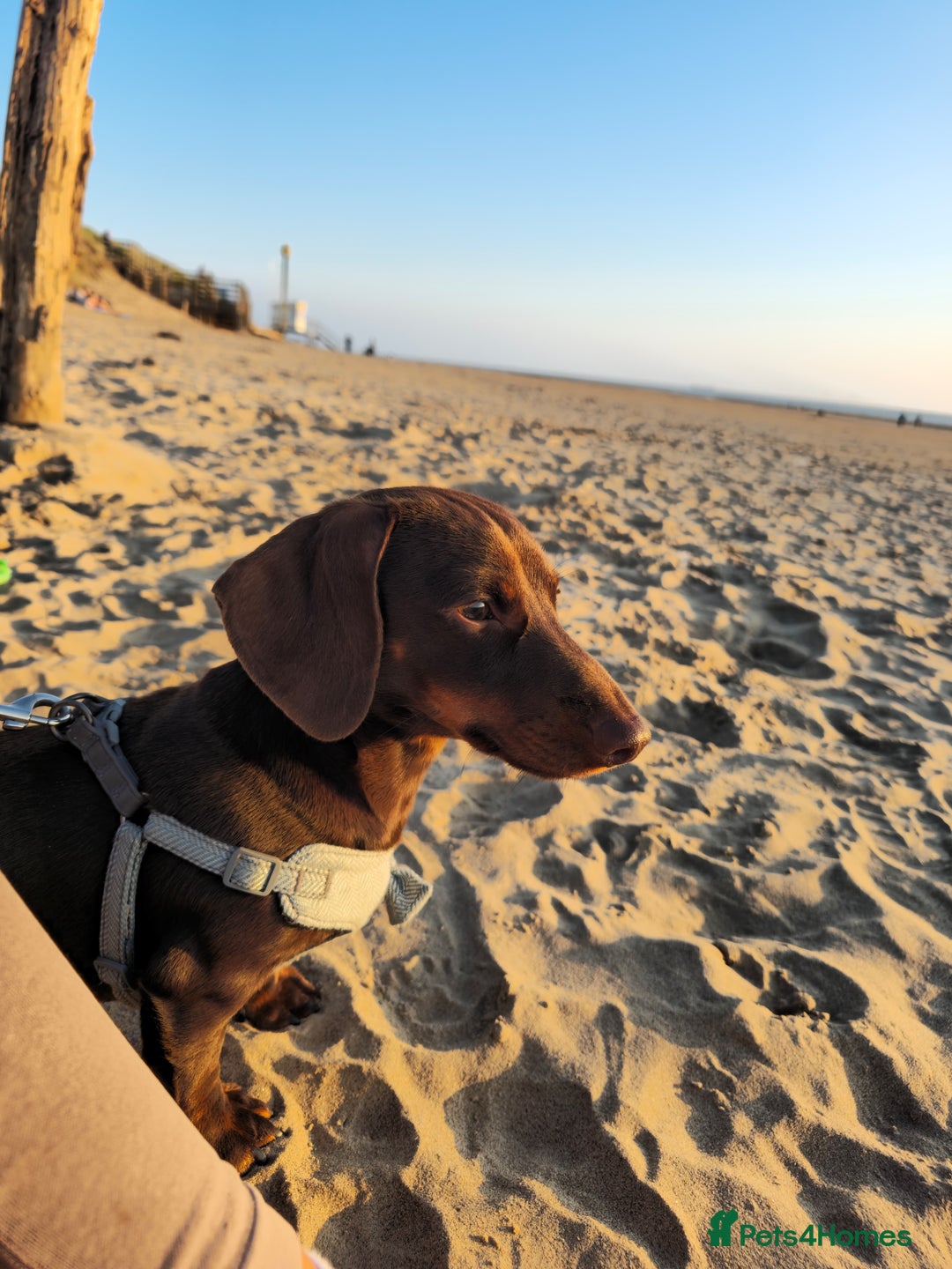 Miniature Dachshund dogs for sale: Handsome Wilbur for sale - miniature dachshund  - Image 7