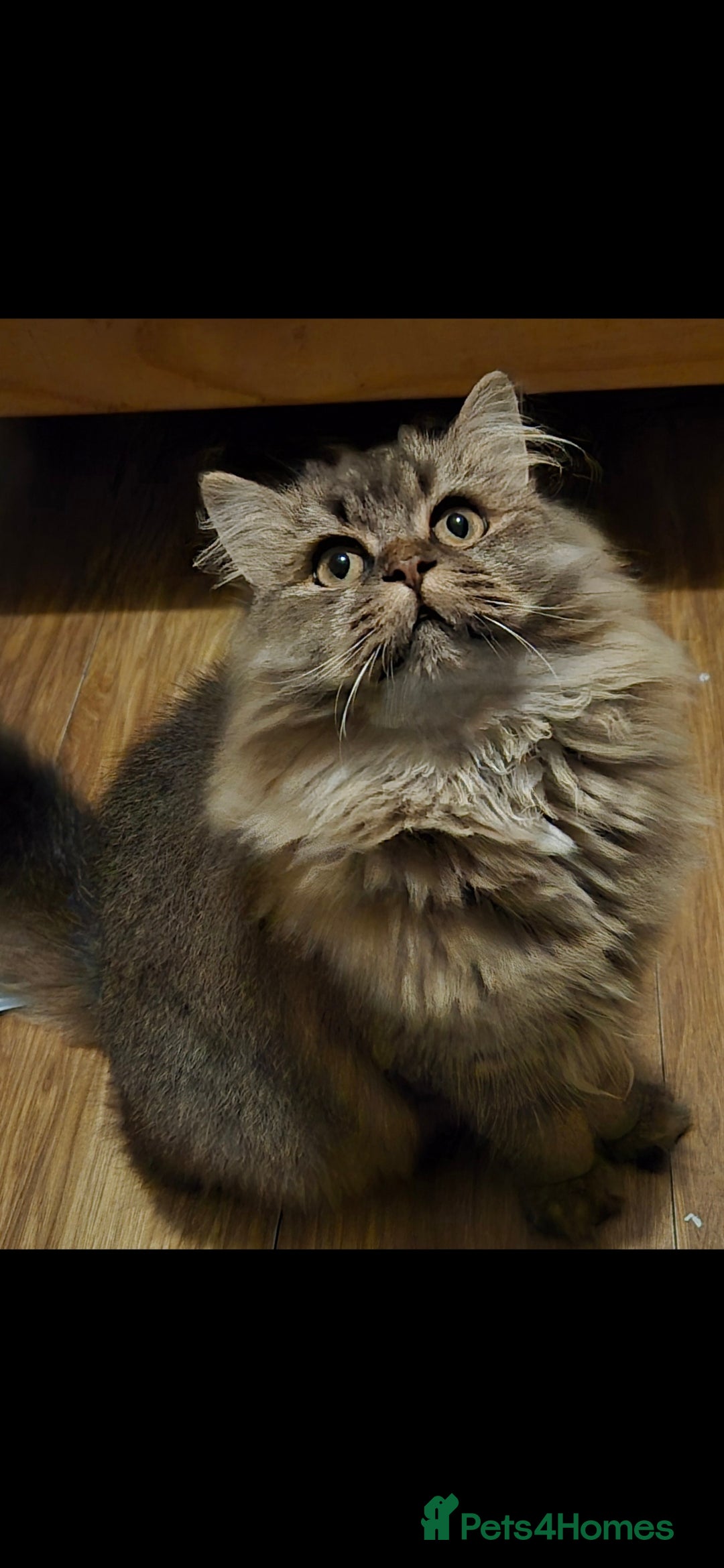 Scottish Fold cats for sale: 1 Beautiful Little Girl Scottish Fold X - Advert 3