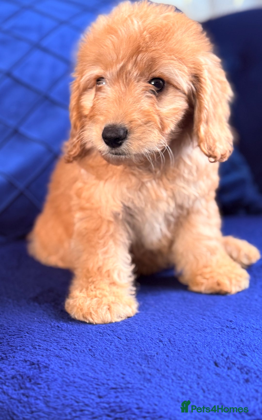 Cockapoo dogs for sale: Beautiful cockapoo puppies only  girls left  - Image 14