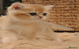 British Shorthair cats for sale: BSH Champion bloodlines TICA Kittens in Bedford - Image 11