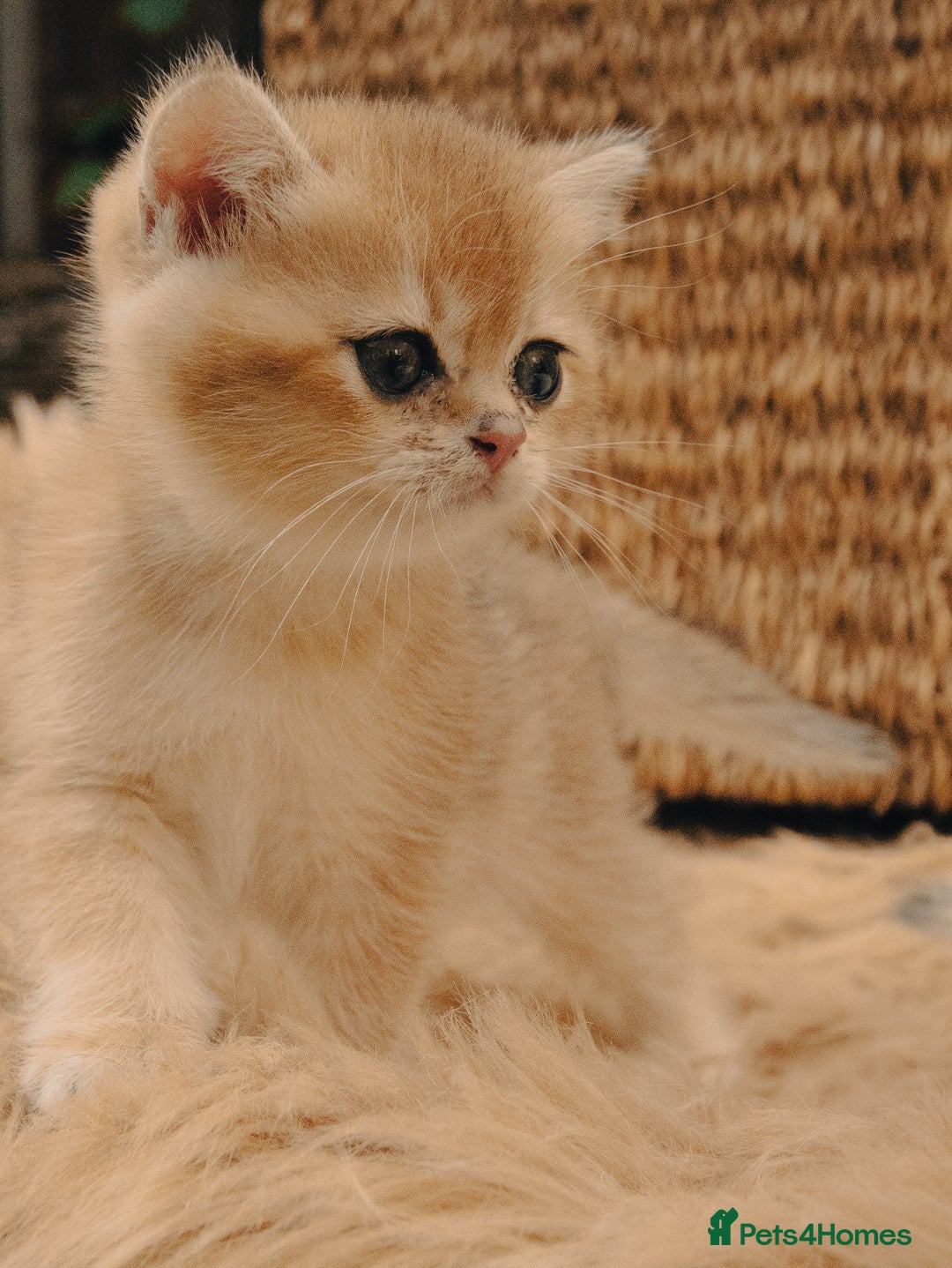 British Shorthair cats for sale: BSH Champion bloodlines TICA Kittens in Bedford - Image 11
