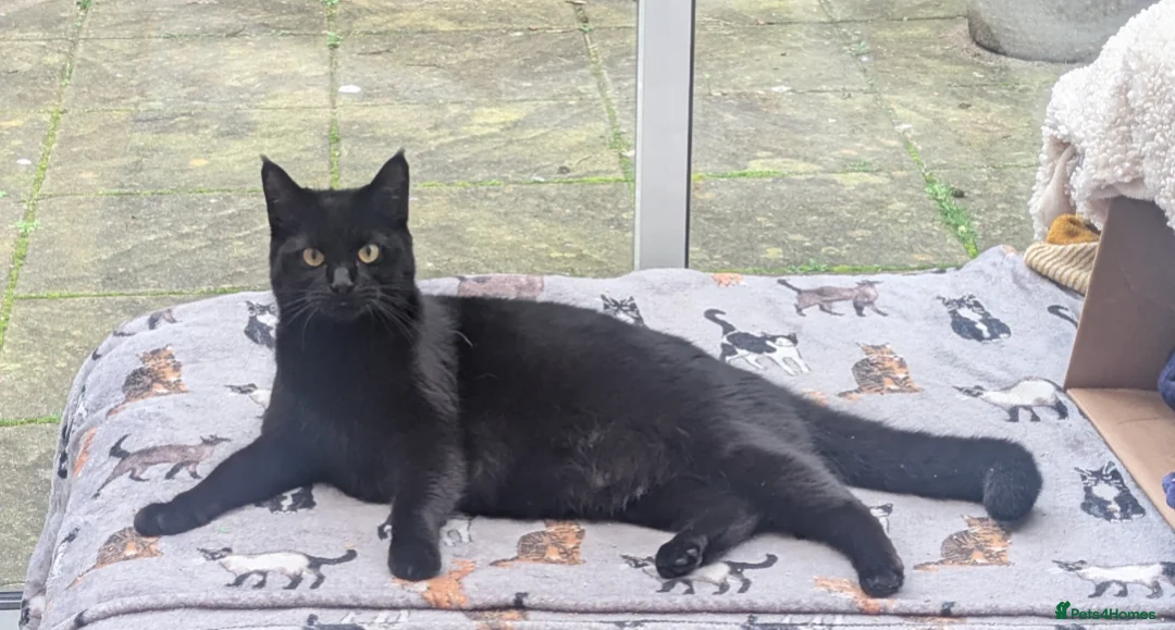 Mixed Breed cats for sale: Mixed kittens grey black and white in Northwich - Advert 8