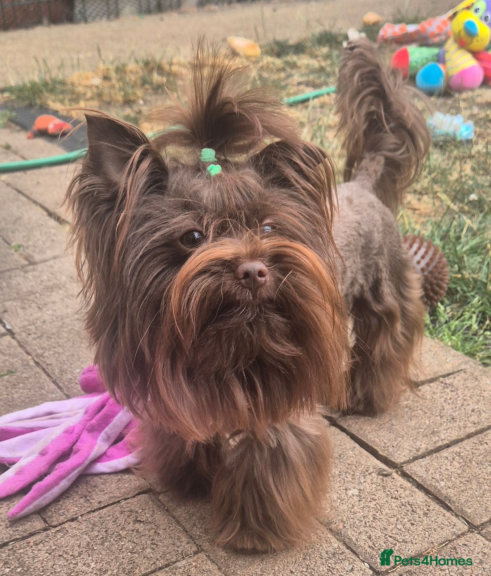Yorkshire Terrier dogs Yorkshire Terrier boy for stud  - Advert 7