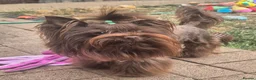 Yorkshire Terrier dogs for stud: Yorkshire Terrier boy for stud  - Advert 2