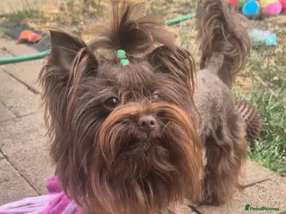 Yorkshire Terrier dogs Yorkshire Terrier boy for stud - Advert 7