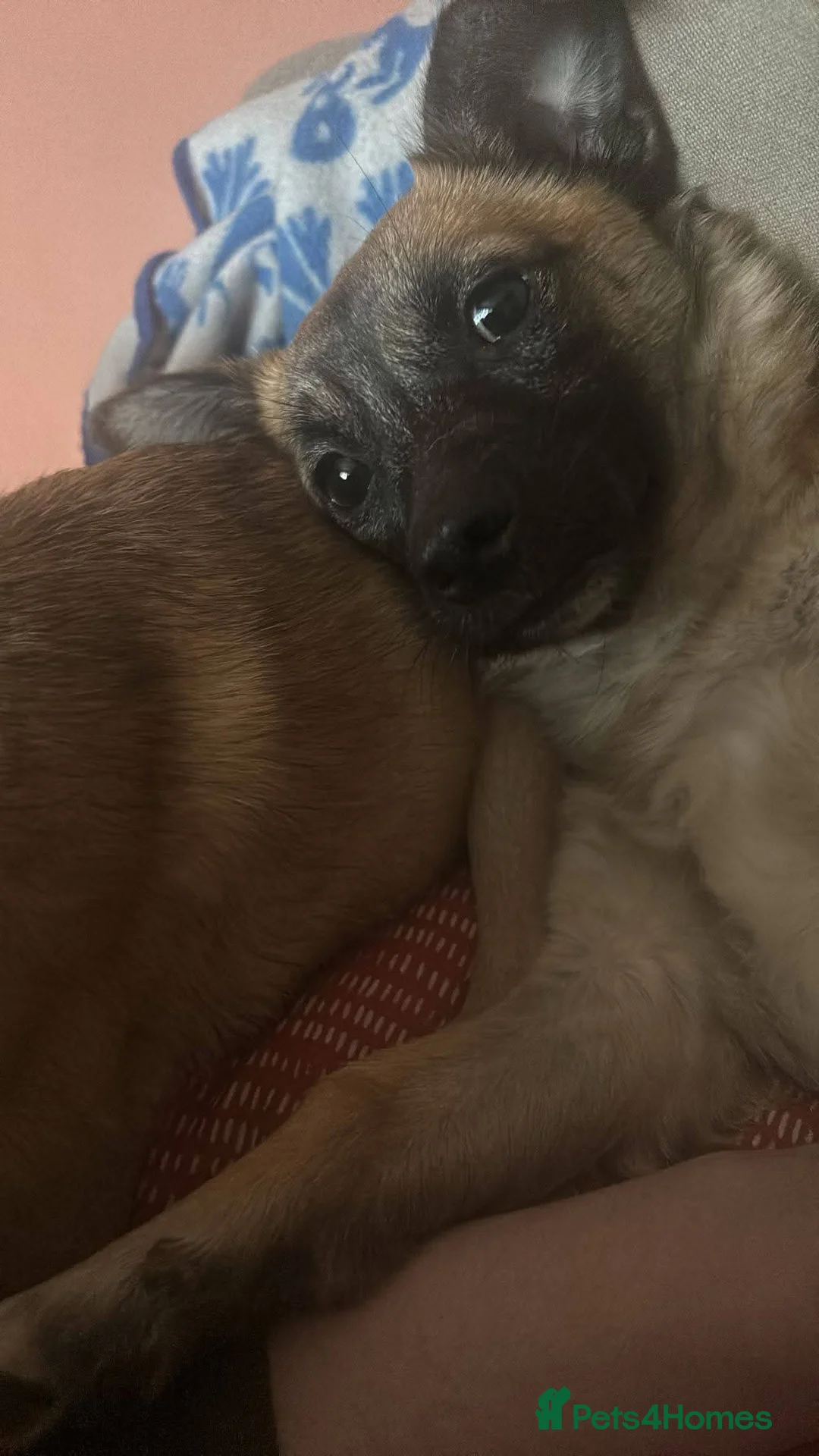 Mixed Breed dogs for adoption: Meet Foxy, currently residing in Barnsley  - Advert 9