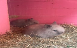 Lionhead rabbits for sale: One male left. Blue eyes. Orange and white - Image 19