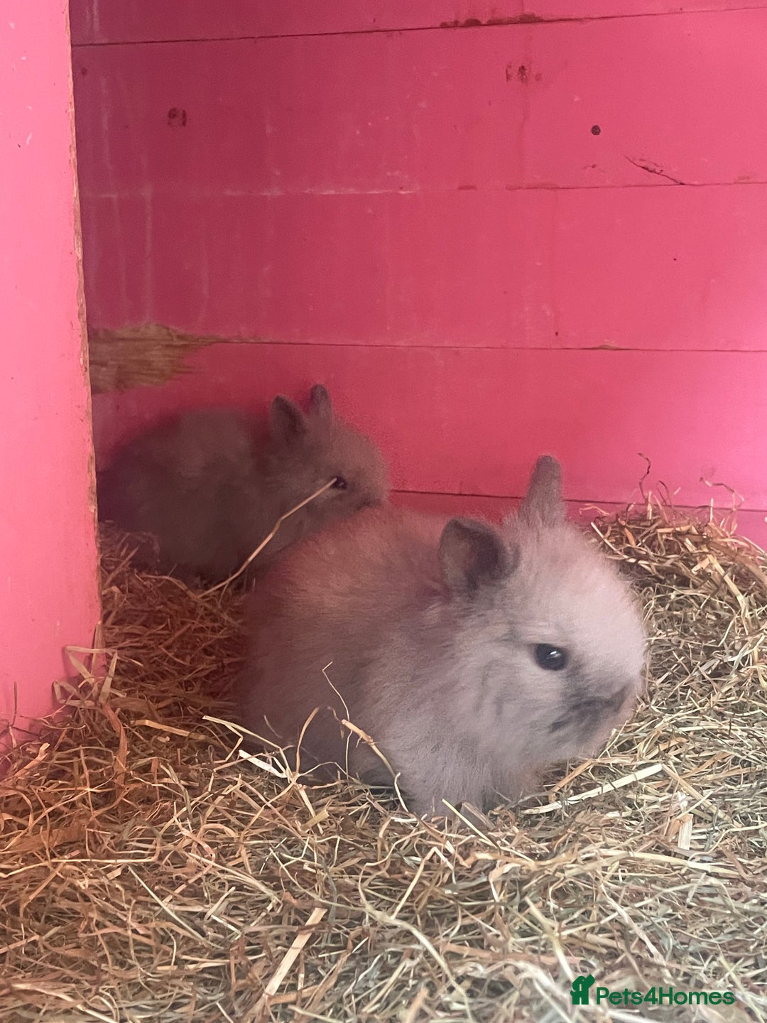 Lionhead rabbits for sale: One male left. Blue eyes. Orange and white - Image 19