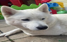 Mixed Breed dogs for sale: Malkita puppies 4 boys  - Image 13