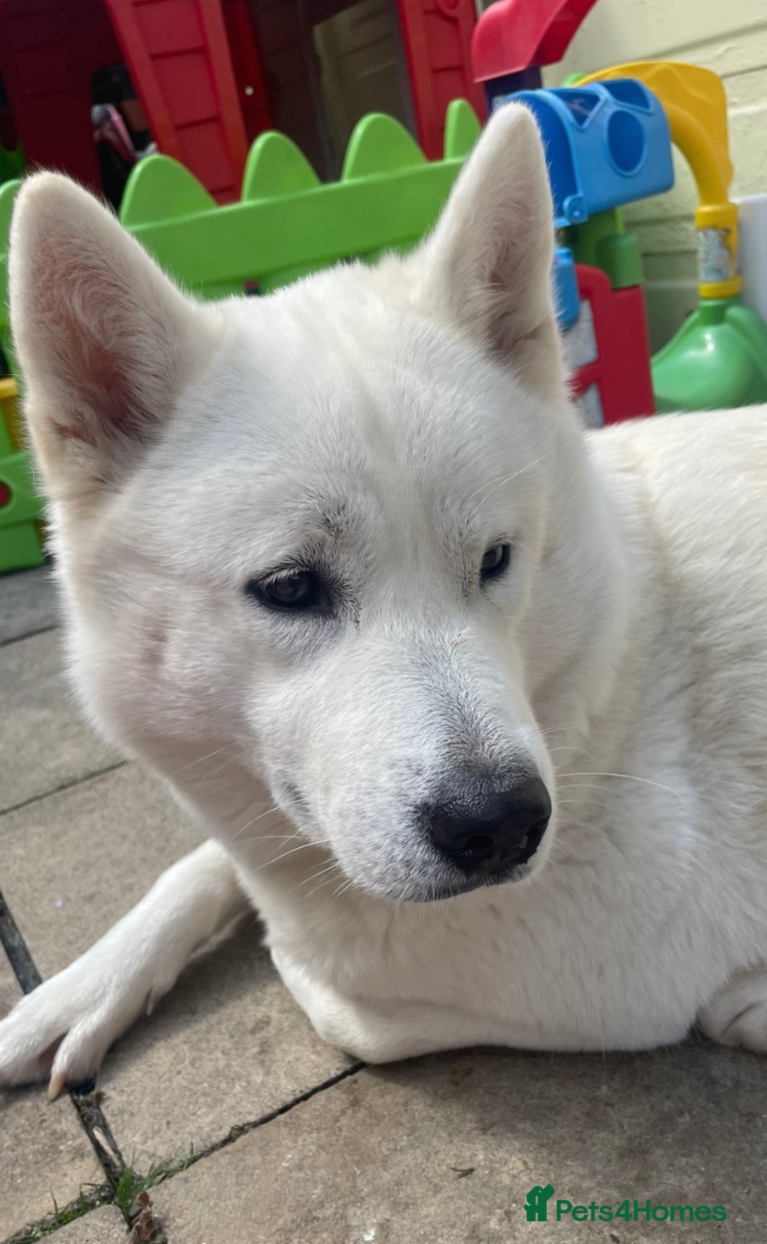 Mixed Breed dogs for sale: Malkita puppies 4 boys  - Image 13