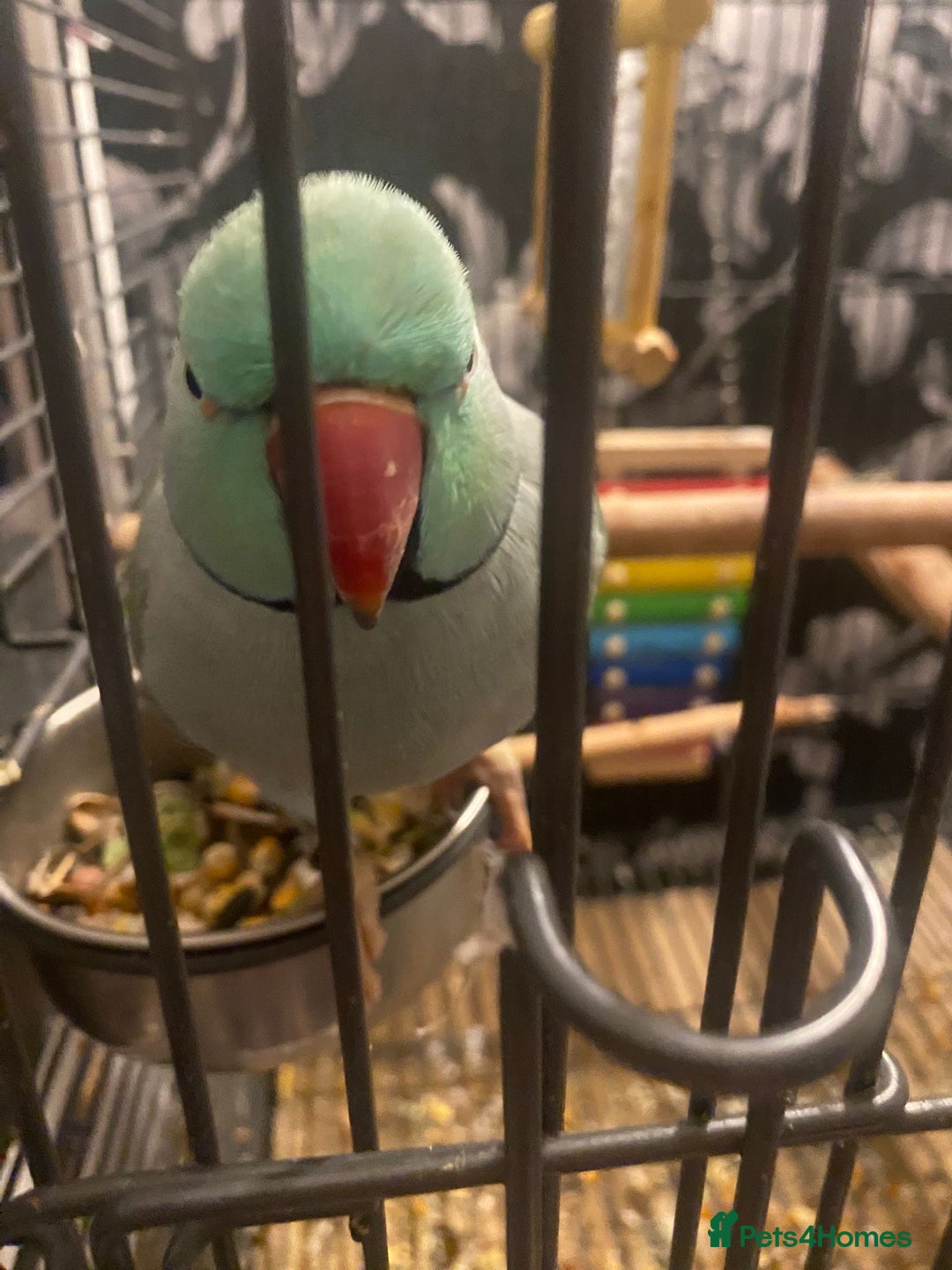 Ringnecks birds for sale: Beautiful Indian Ringneck Parrot - Image 4