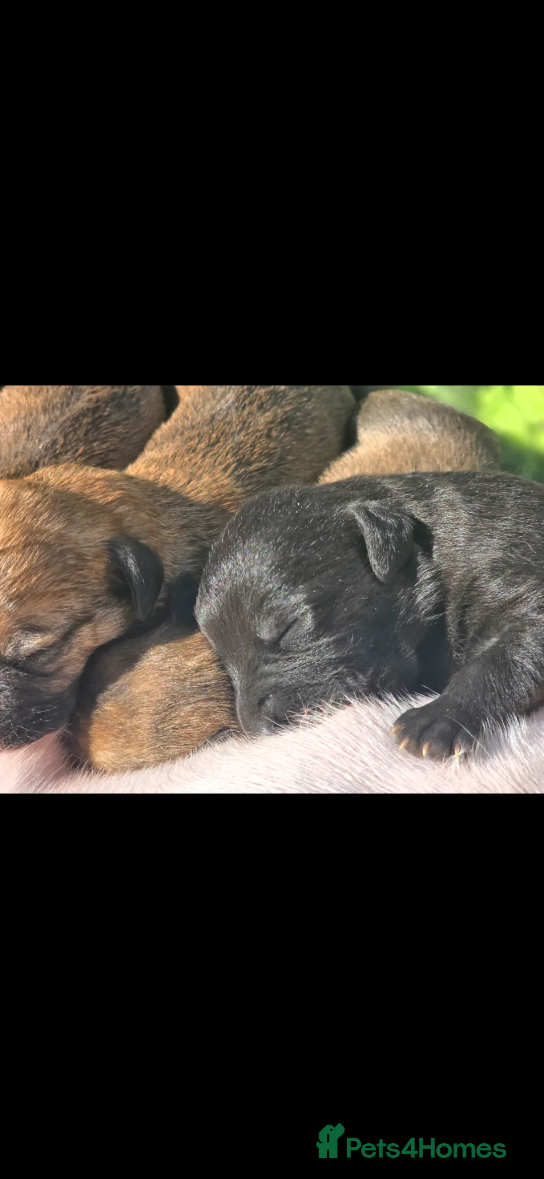 Mixed Breed dogs for sale: Bedlington whippet. First cross.  - Advert 1