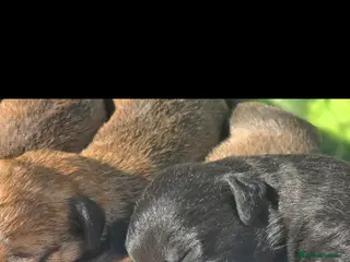 Mixed Breed dogs Bedlington whippet. First cross. - Advert 10