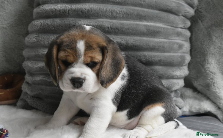 Beagle dogs - Advert 2