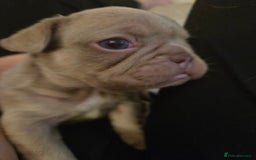 French Bulldog dogs for sale: Isabella & lilac & tan chunky frenchies - Advert 15