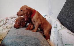 Hungarian Vizsla dogs for sale: 4 adorable Hungarian vizsla BOYS available - Image 31