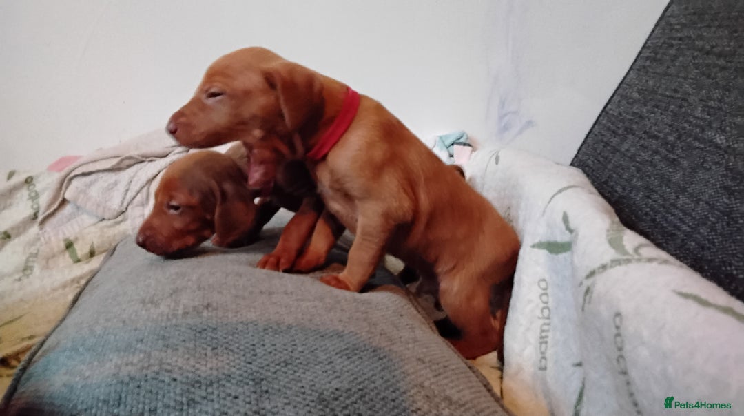 Hungarian Vizsla dogs for sale: 4 adorable Hungarian vizsla BOYS available - Image 31