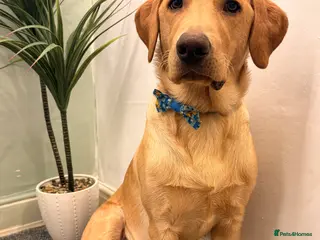 Labrador Retriever dogs Male 9 month labrador - Advert 1