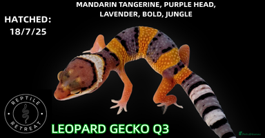 Leopard Gecko reptiles in Swadlincote - Advert 11