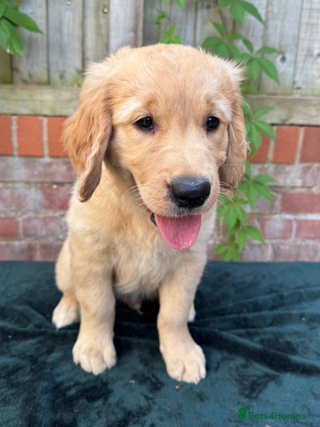 Golden Retriever dogs for sale: Show x Working. Naturally raised. Crate training  in Warminster - Image 3