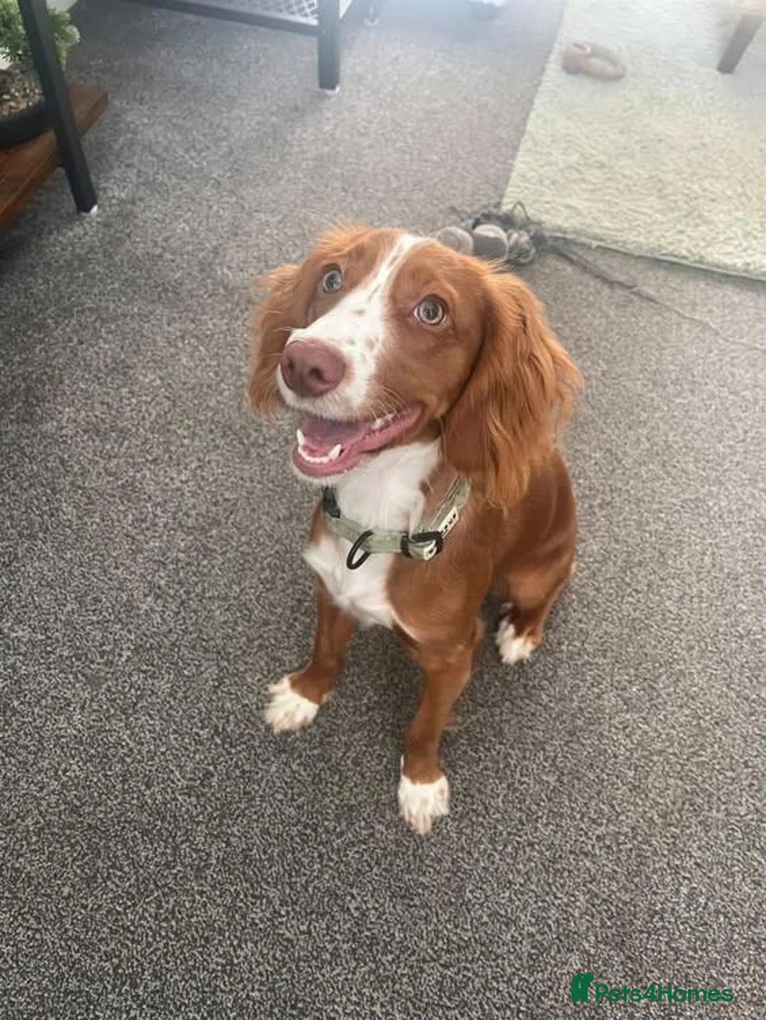 Cocker Spaniel dogs for sale: 7-Month-Old Cocker Spaniel Seeking Forever Home - Advert 2