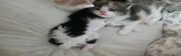 Mixed Breed cats for sale: Adorable Mixed Kittens Ready for Loving Homes - Advert 37