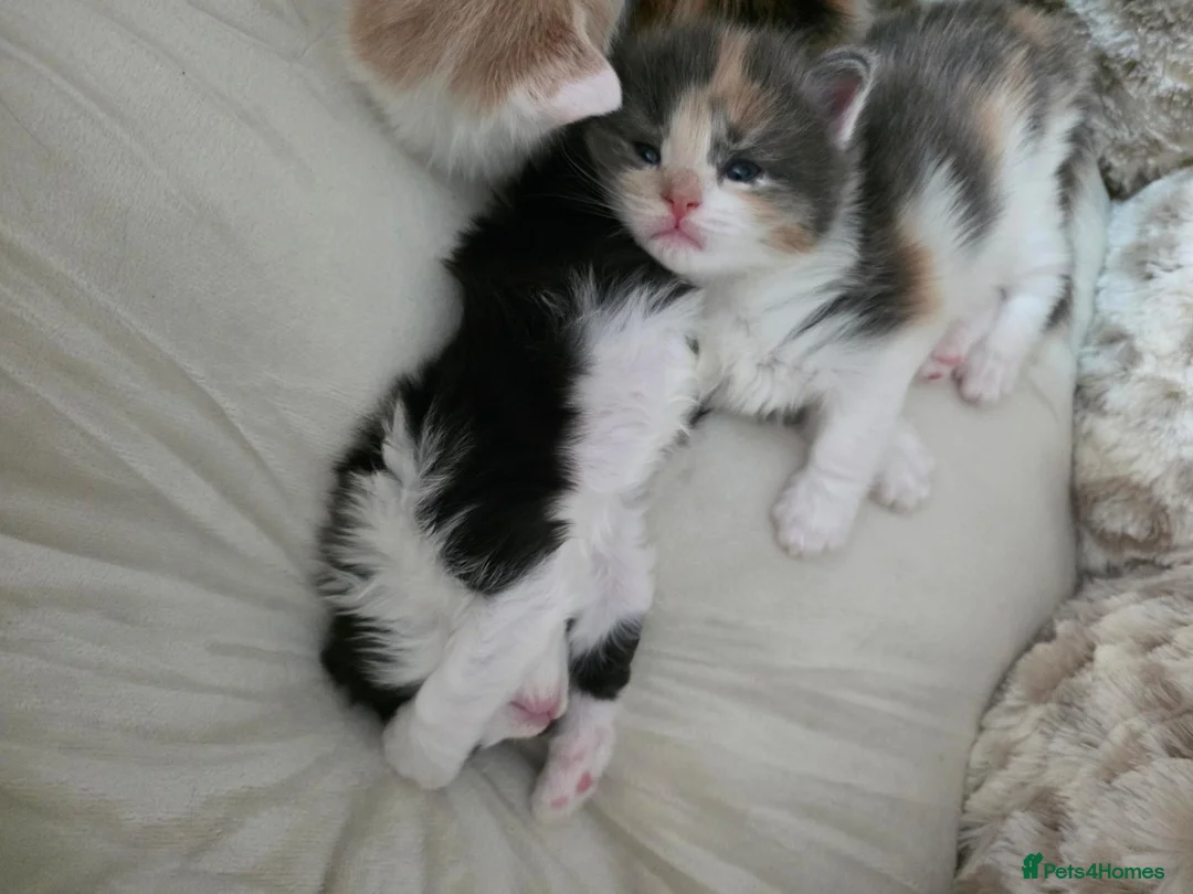 Mixed Breed cats for sale: Adorable Mixed Kittens Ready for Loving Homes - Advert 37