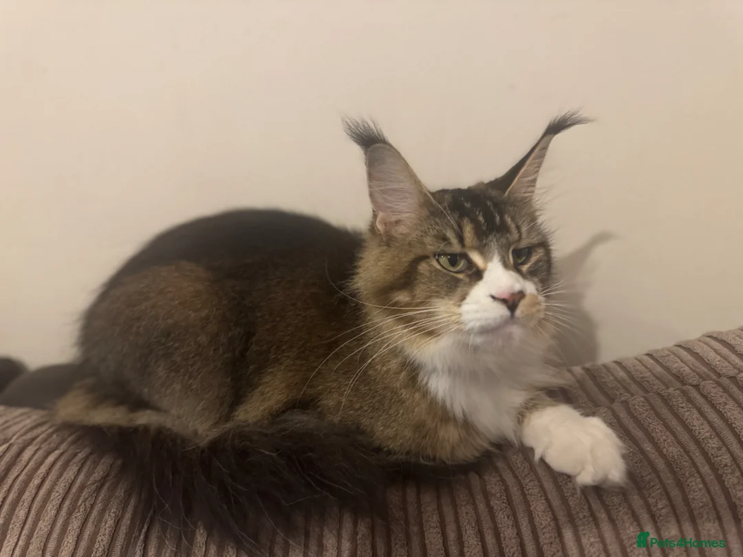 Maine Coon cats for sale: Female Maine Coon For Rehoming - Advert 8