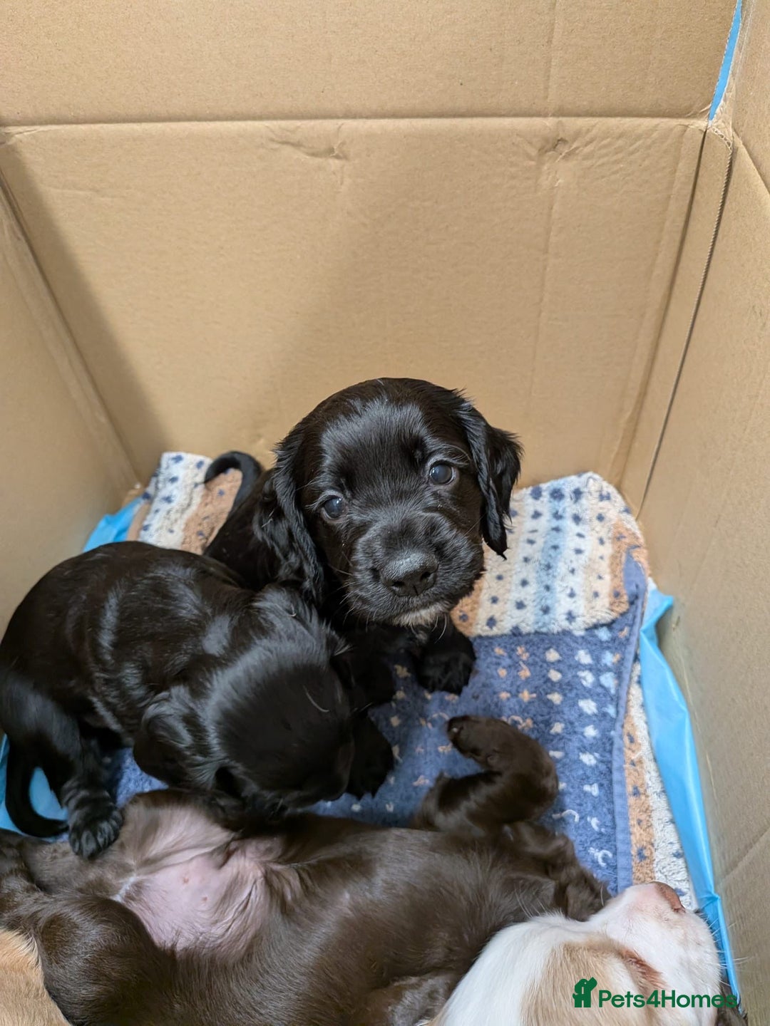 Cocker Spaniel dogs for sale: Working Cocker Spaniel puppy - Available now - Advert 7
