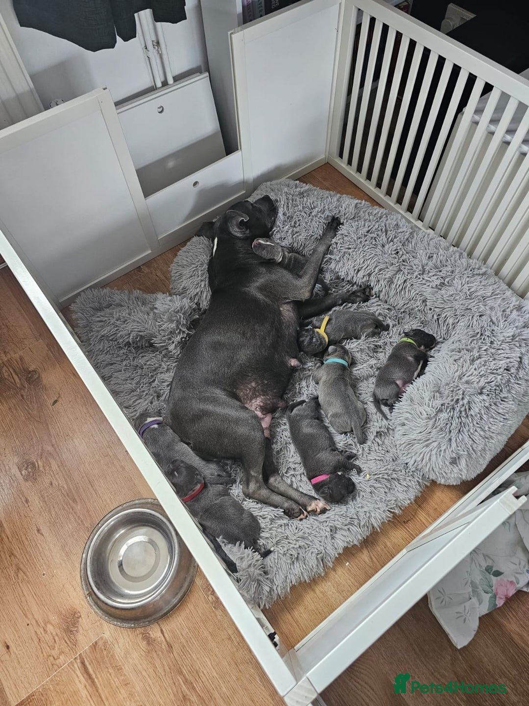 Staffordshire Bull Terrier dogs for sale: 7 Blue Staffordshire bull terrier puppies - Image 8