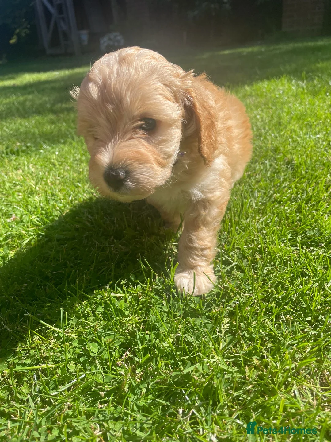 Cockapoo dogs for sale: Stunning F1b mini cockapoos!  in Redcar - Advert 5