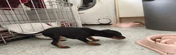 English Toy Terrier dogs for sale: Baby ett puppies for sale  - Advert 14