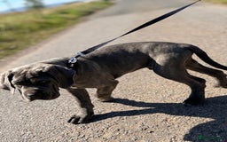 Cane Corso dogs for sale: Cane corso - Image 6