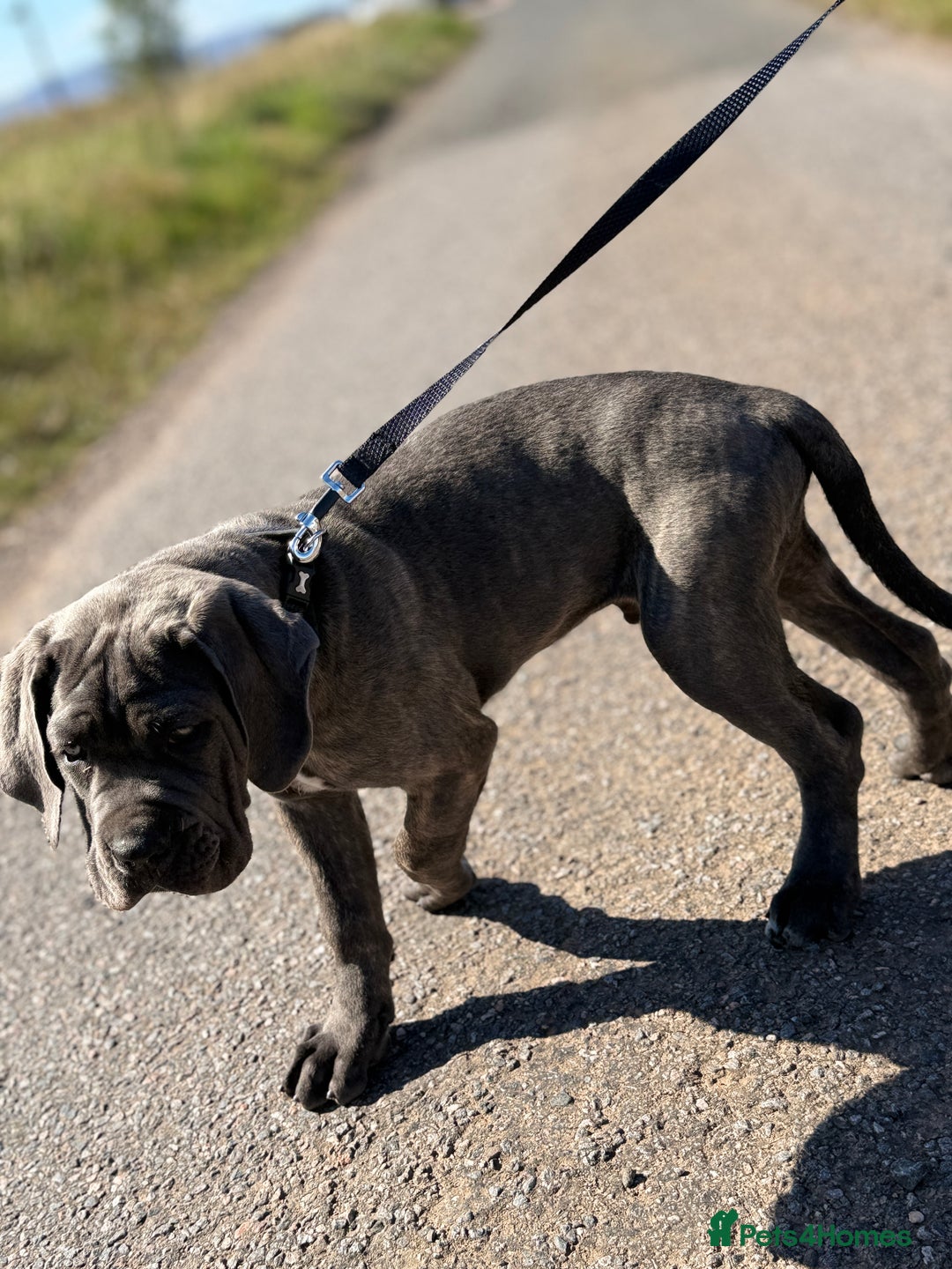 Cane Corso dogs for sale: Cane corso - Image 6