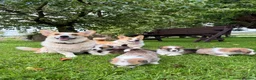 Welsh Corgi Pembroke dogs for sale:  Pembrokeshire Corgi Puppies for sale!🏡 - Advert 6
