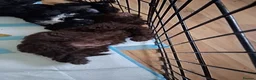 Cockapoo dogs for sale: Our Murphy in Billingham - Advert 5