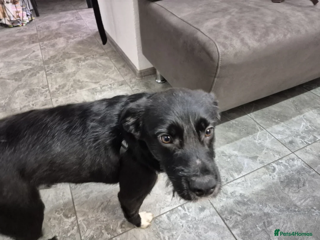 Border Collie dogs for adoption: INKIE – Male Border Collie - Advert 2