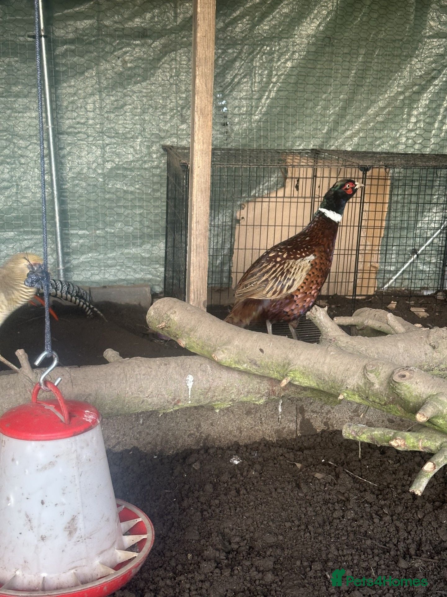 Pheasants poultry Pheasants available  - Advert 18