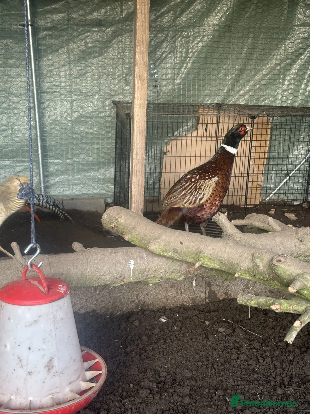 Pheasants poultry for sale: Pheasants available  in Manchester - Advert 2