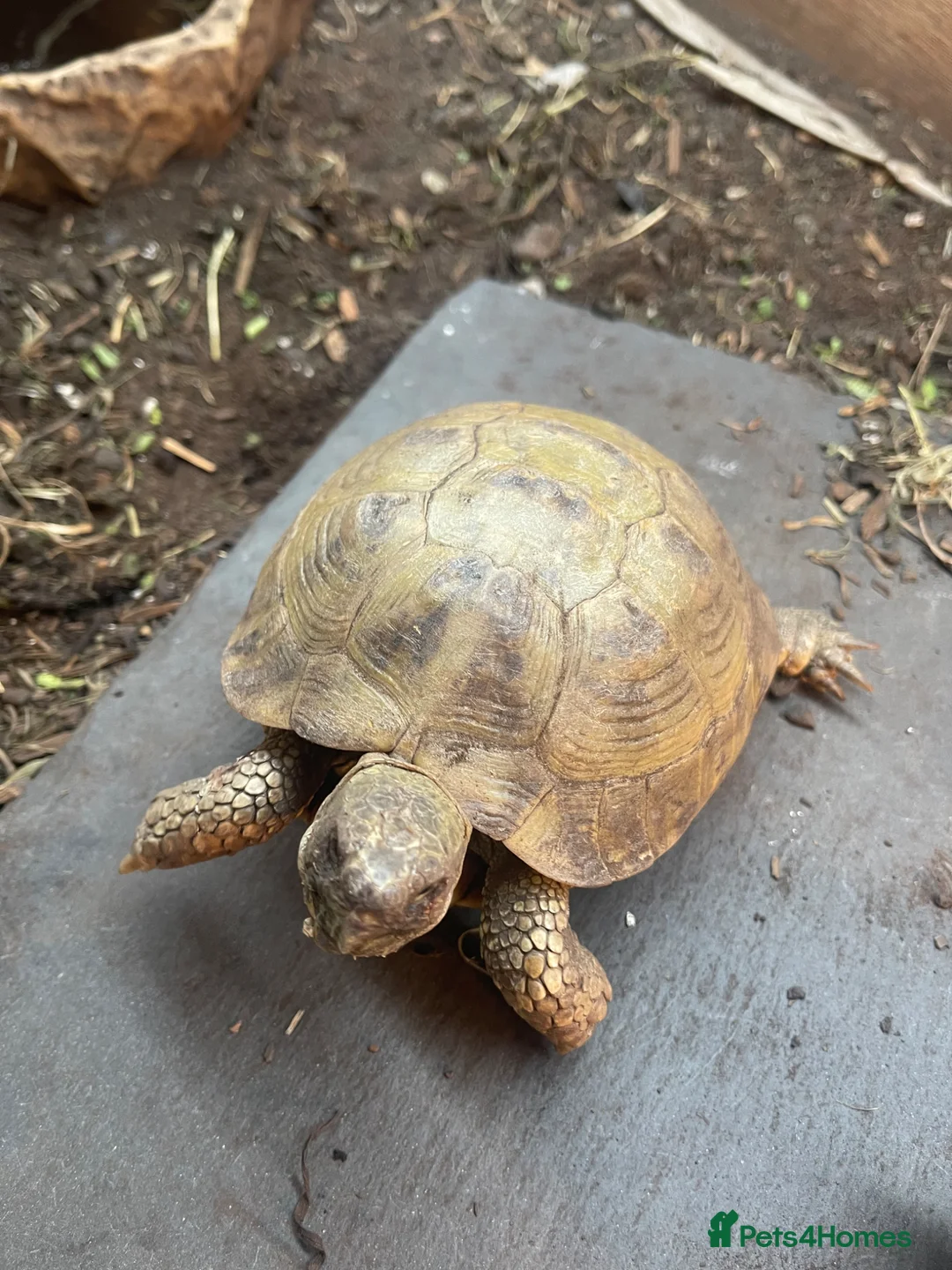 Tortoise reptiles for sale: 2 male horsfield tortoises  - Advert 2
