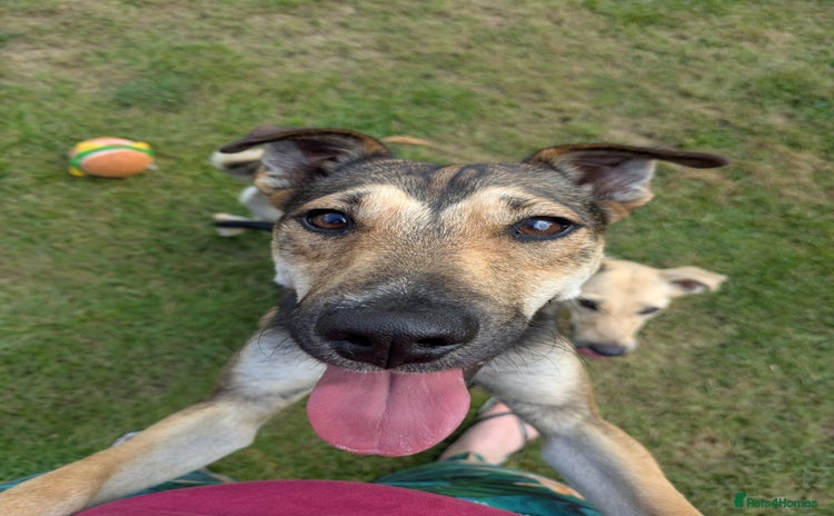 Mixed Breed dogs - Advert 3