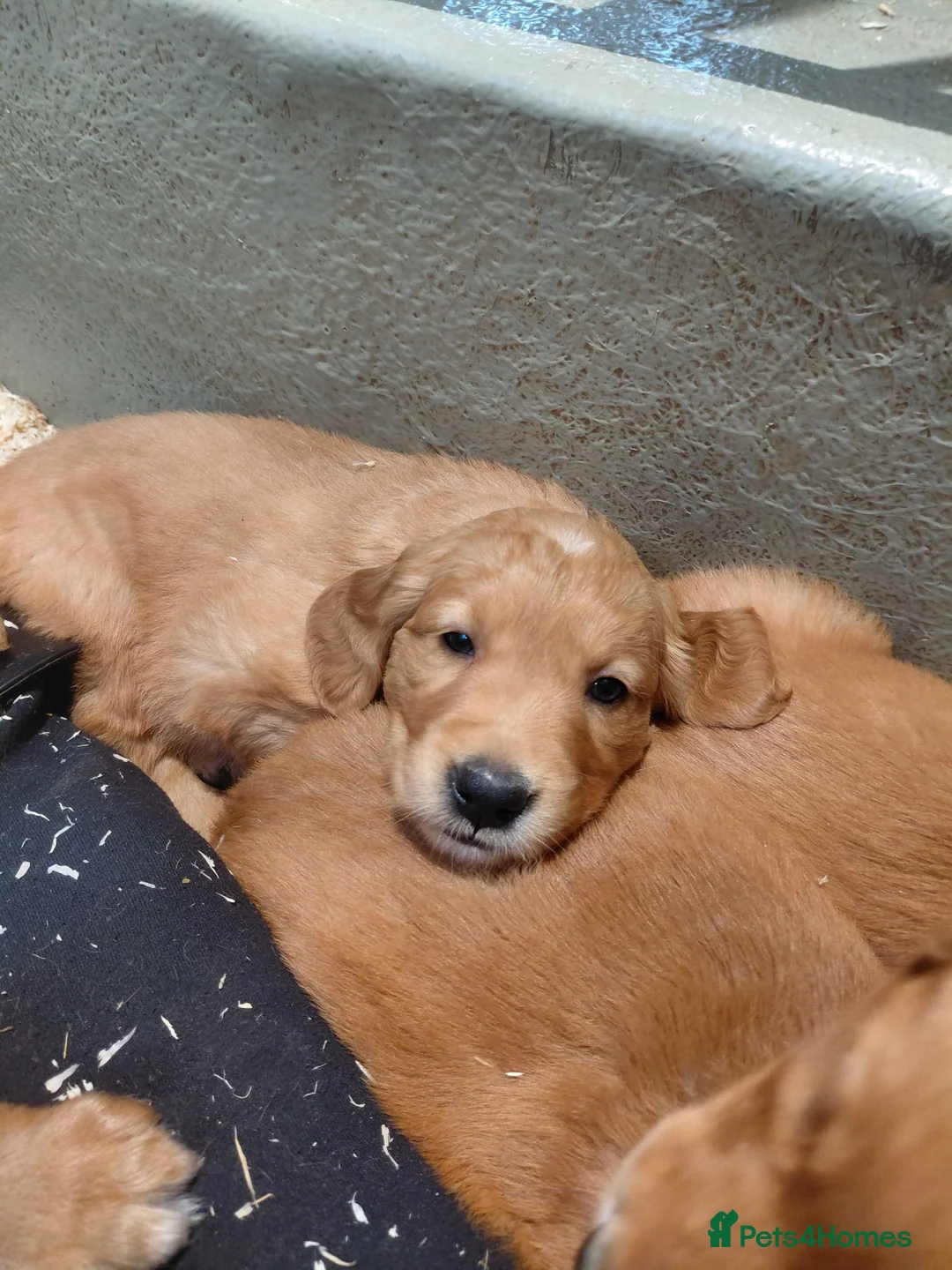 Golden Retriever dogs for sale: BEAUTIFUL GOLDEN RETRIEVERS-PARENTS HEALTH TESTED - Advert 1