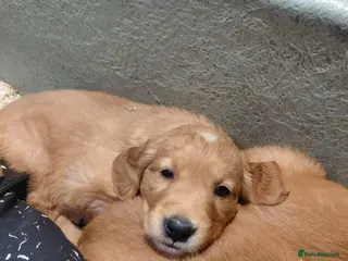 Golden Retriever dogs BEAUTIFUL GOLDEN RETRIEVERS-PARENTS HEALTH TESTED - Advert 1