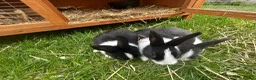 Dutch rabbits for sale: Dutch Rabbits - Advert 5